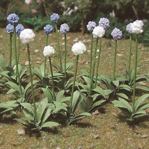 O 1" Allium Giganteum, 18 pc