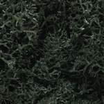 Dark Green Lichen- 1.5