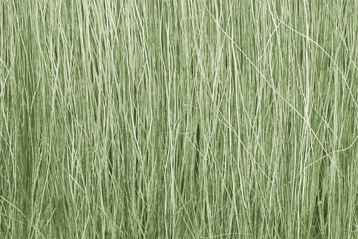 Field Grass- Light Green
